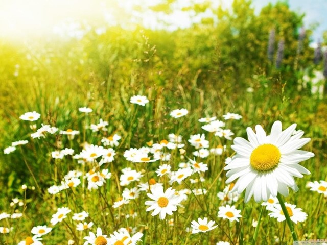 En primavera se acentúa la inestabilidad emocional